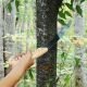 Fierastrau_curbat_de_gradina_Samurai_ICHIGEKI_330mm_maner_lemn_Japonia_natura1