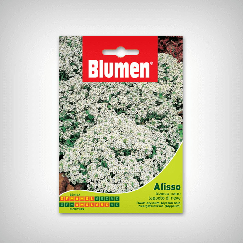 Seminte de Alyssum alba pitica Seminte de Alyssum alba pitica