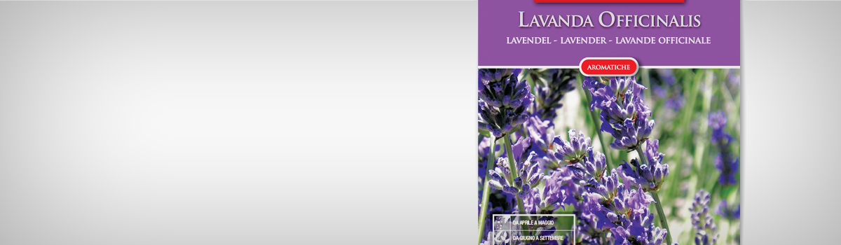 Seminte Lavanda OFFICINALIS - 1 | YEO