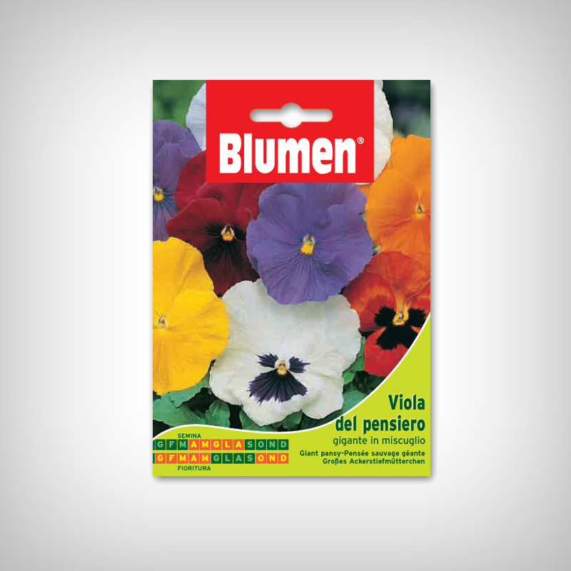 Seminte Panselute Seminte Panselute